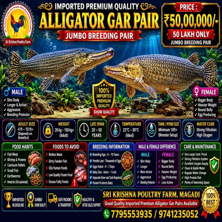 Alligator Gar