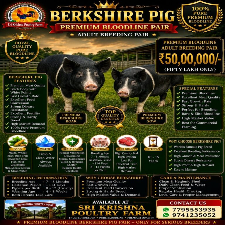 Berkshire Pig