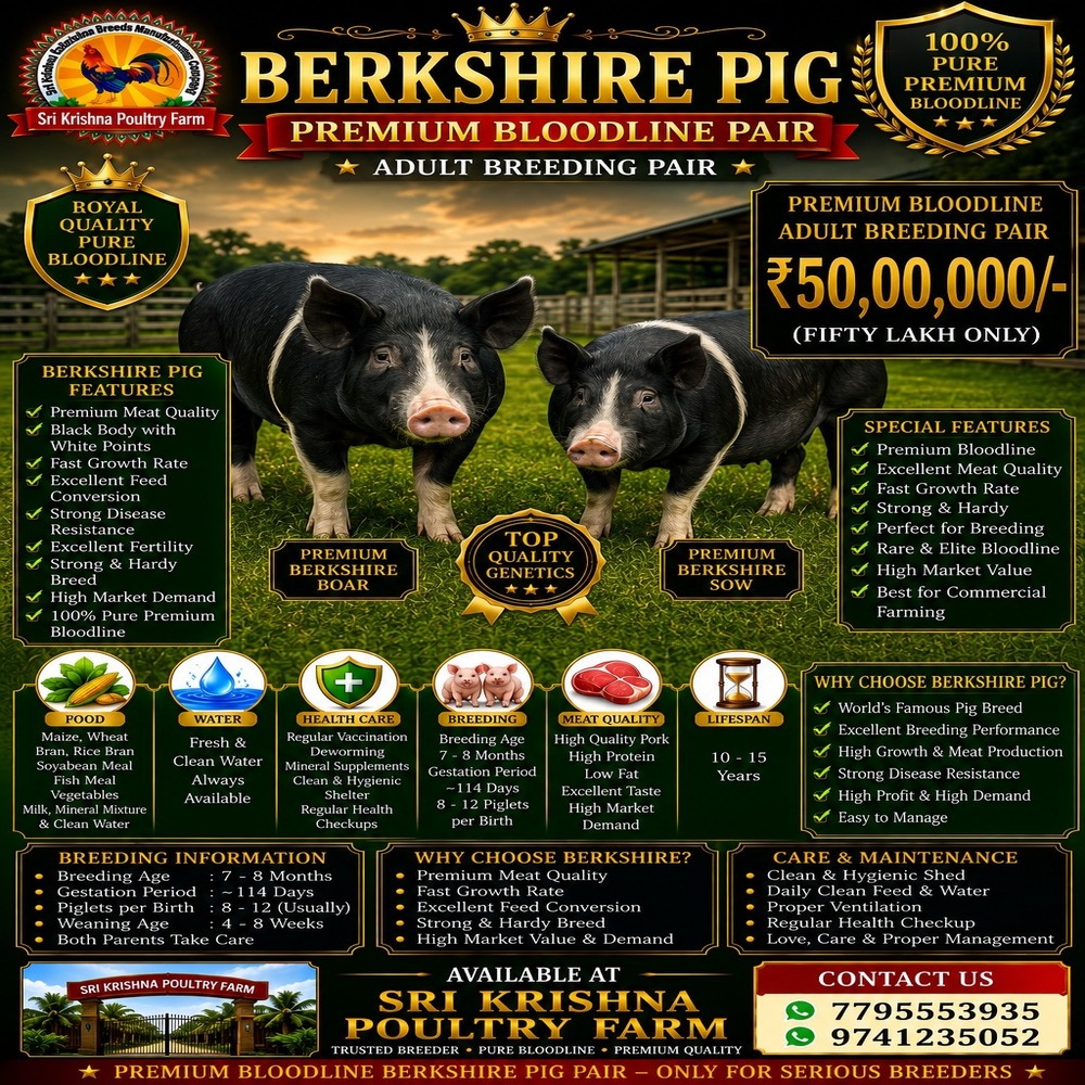 Berkshire Pig