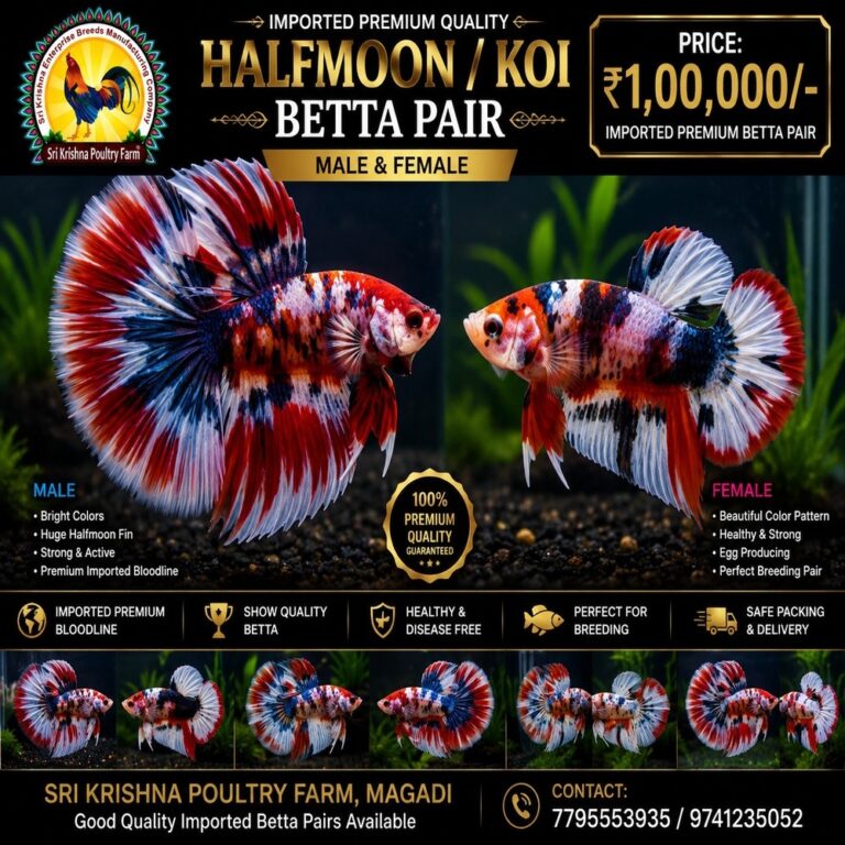 Betta Fish