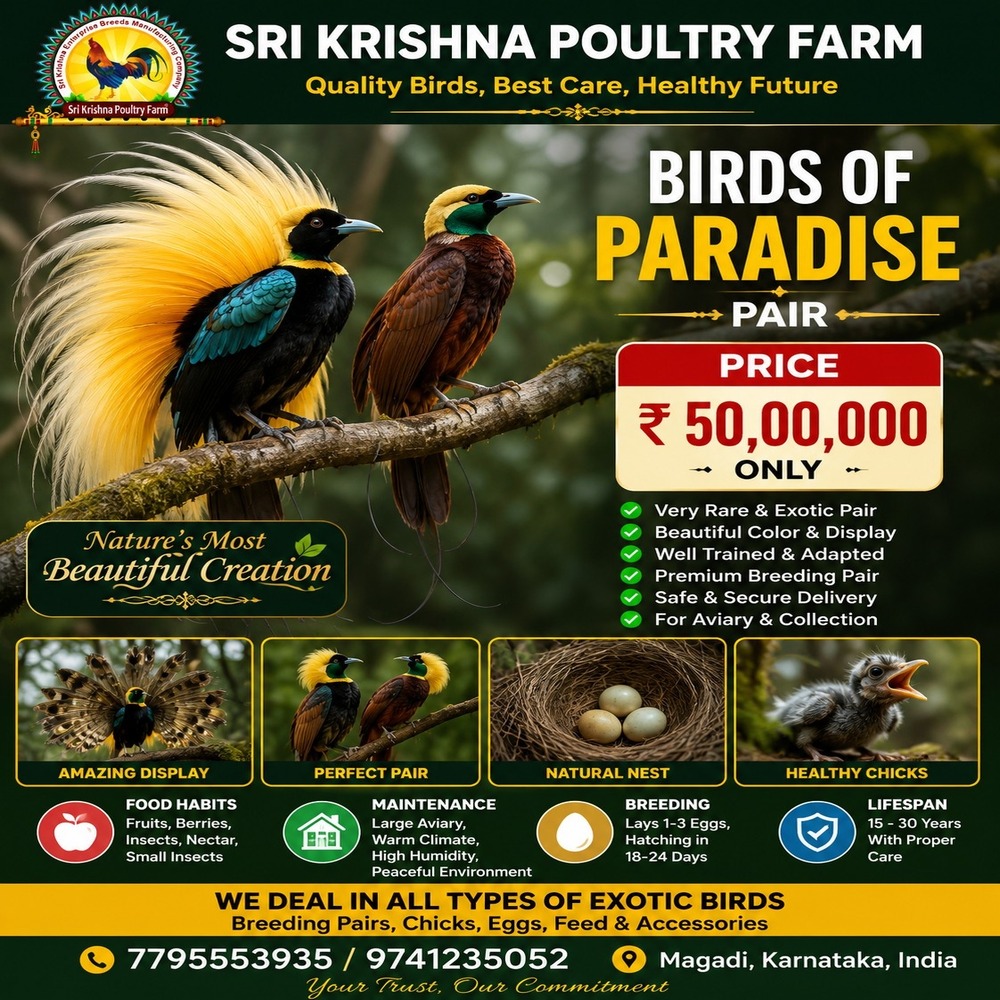 Bird-of-paradise