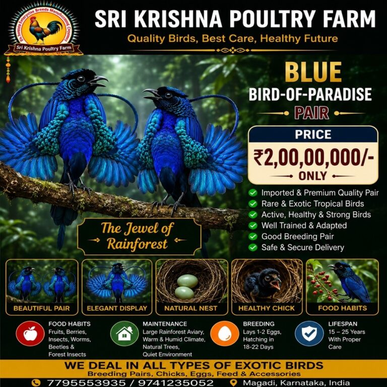 Blue Bird-of-Paradise