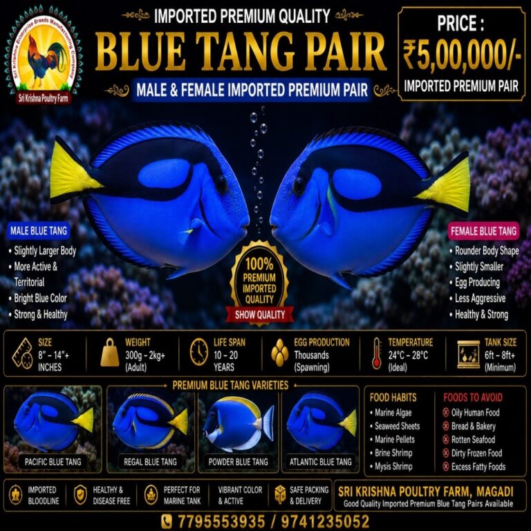 Blue Tang
