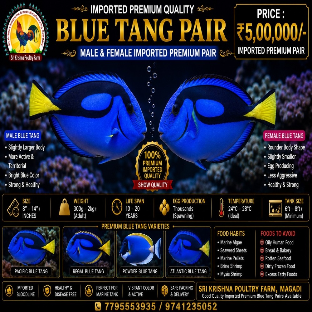Blue Tang