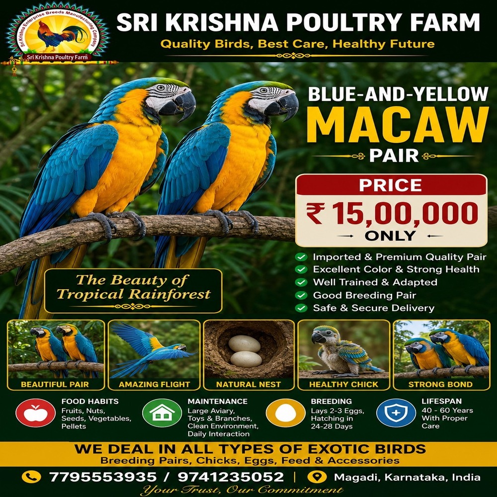 Blue-and-yellow Macaw