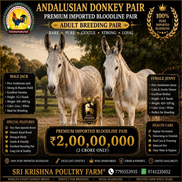 Andalusian Donkey