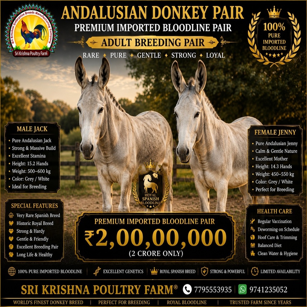 Andalusian Donkey