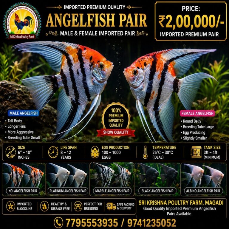 Angelfish