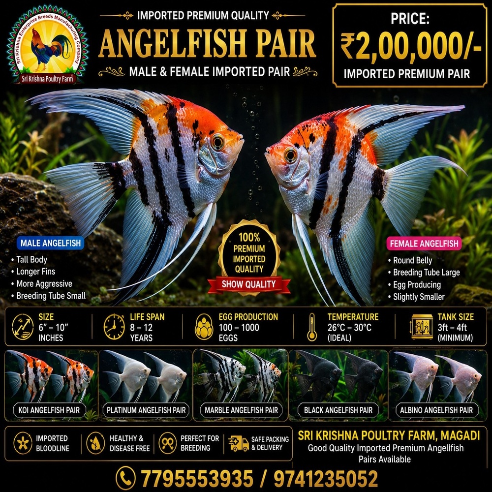 Angelfish