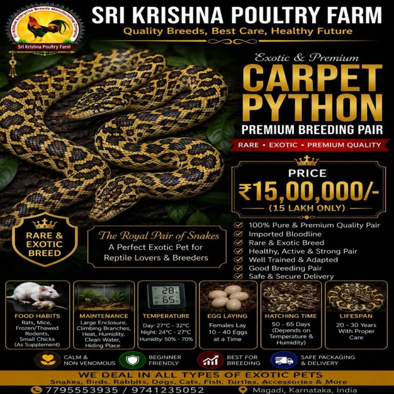 Carpet Python