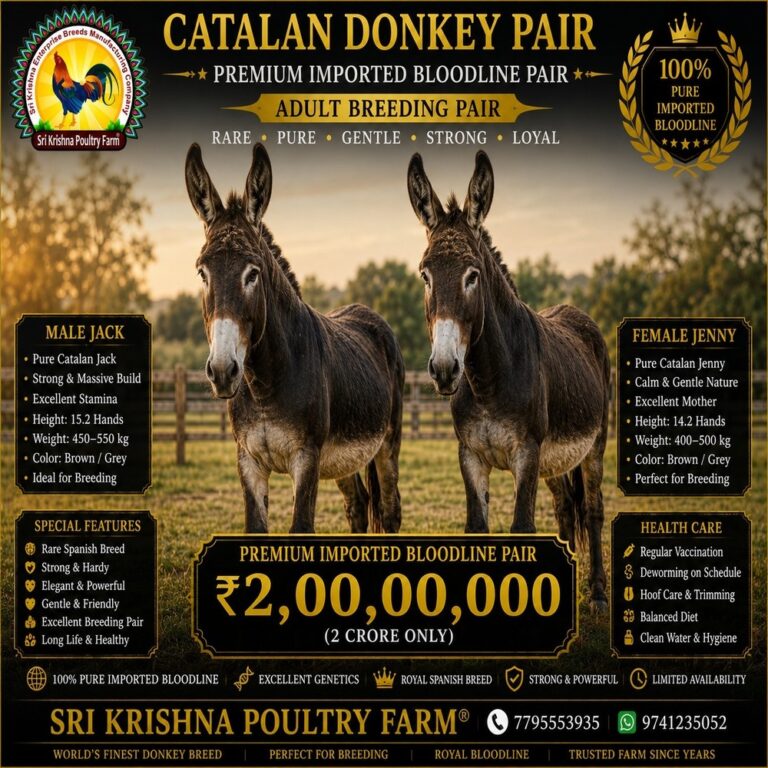 Catalan Donkey