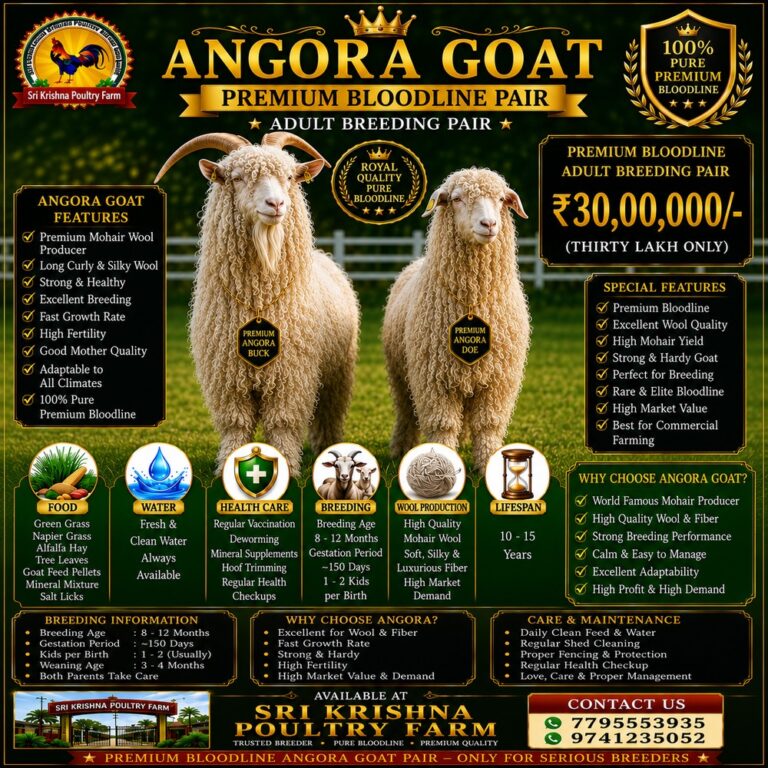 Angora Goat