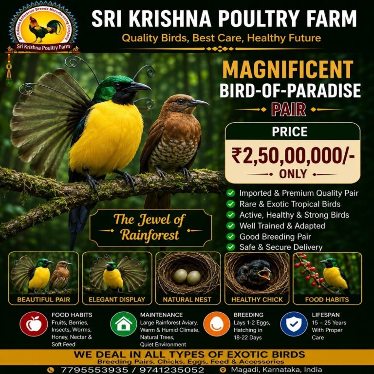 Magnificent Bird-of-Paradise
