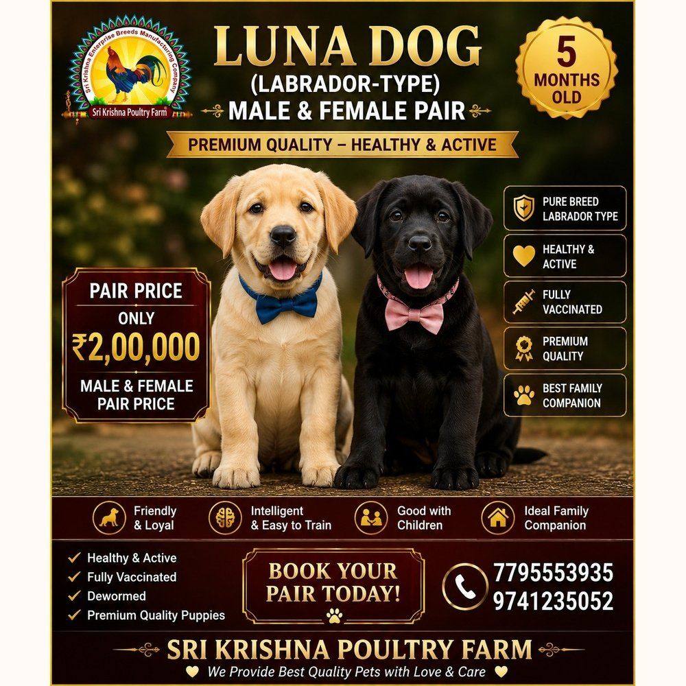 lunna dog