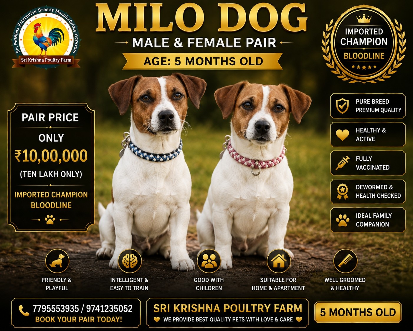 milo dog
